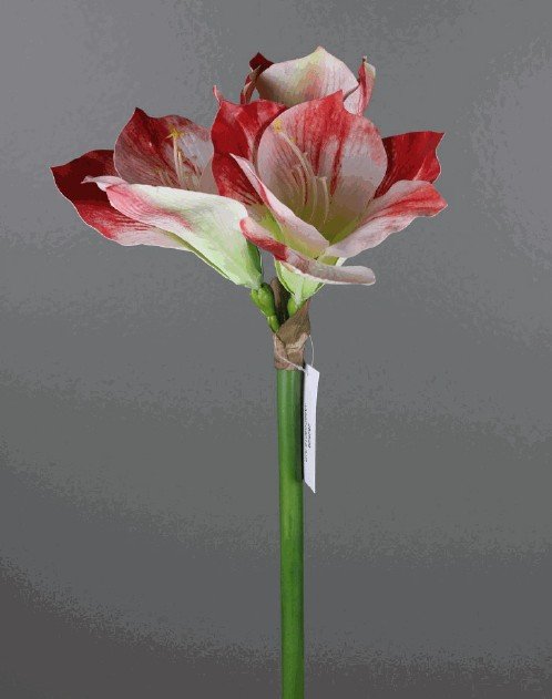 23" Red & White Amaryllis Stem