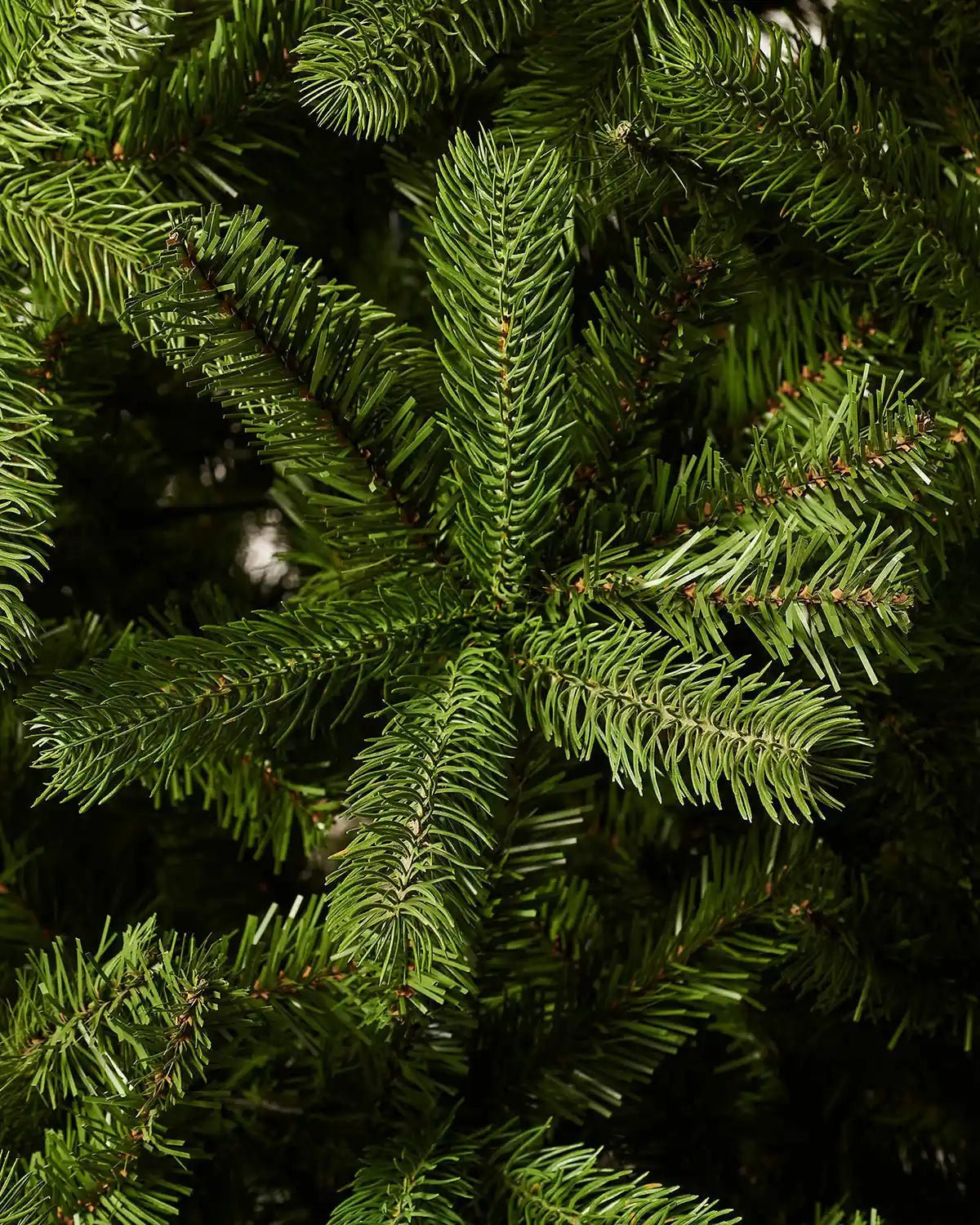 Mixed Pine Christmas Tree, 8 ft — 8 ft / 2.4 m - Image 3