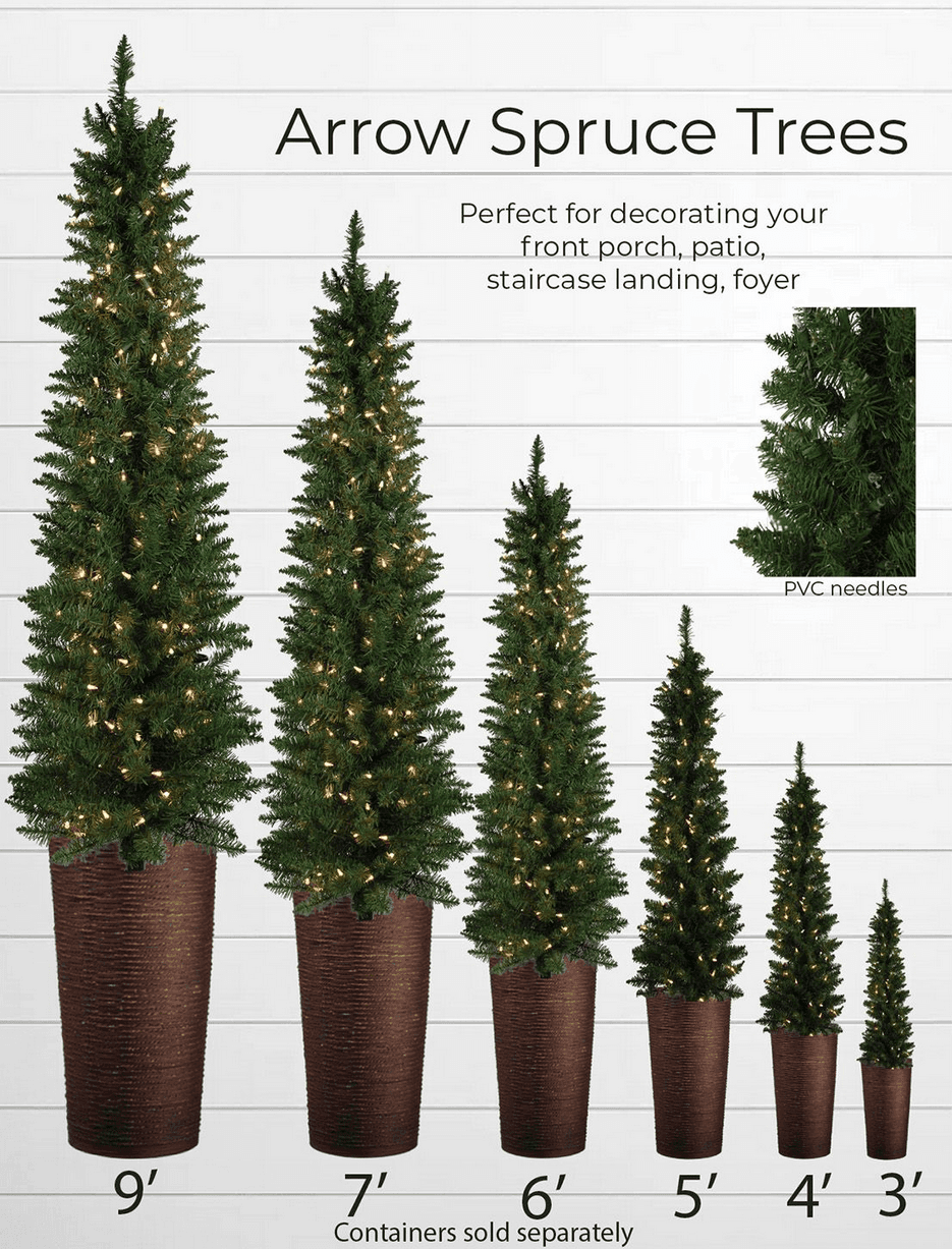 Arrow Spruce - Image 5