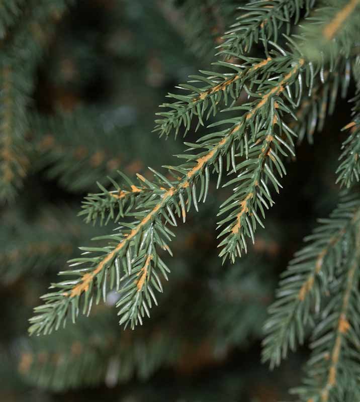 7.5' Cumberland Fir Tree-ColorChange 3mm LED PowerPole - Image 6