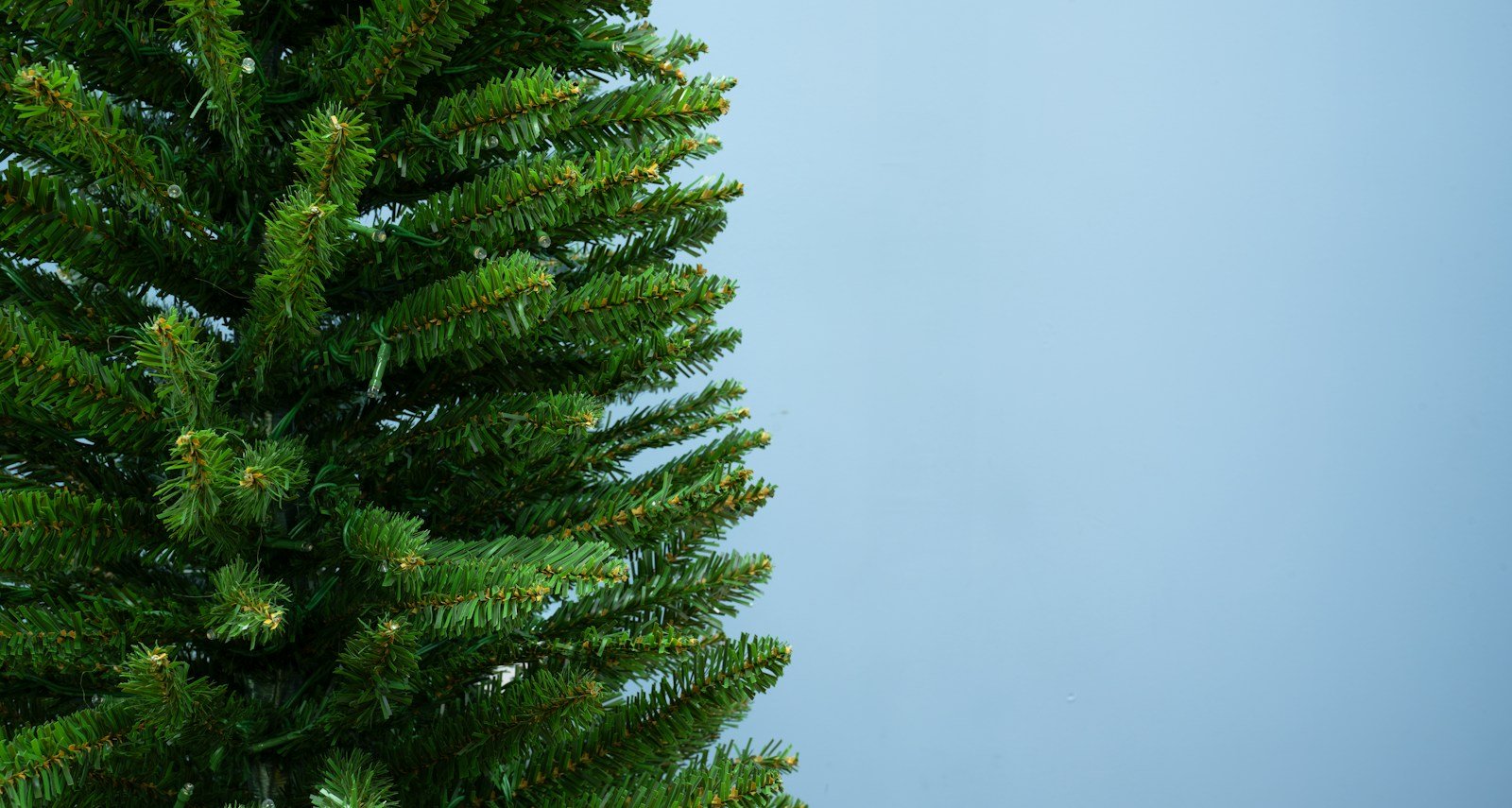 The Green Italian Pencilimo Tree - Image 4