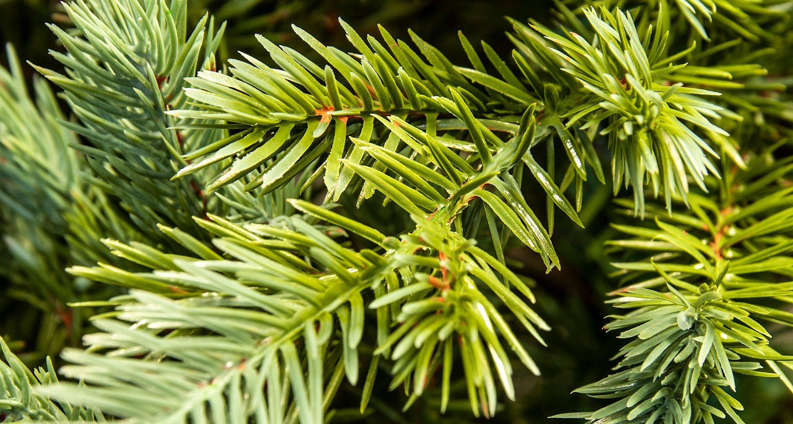 The Cairngorm Pine Potted Tree (3ft to 4ft) & Bag Bundle - Image 6