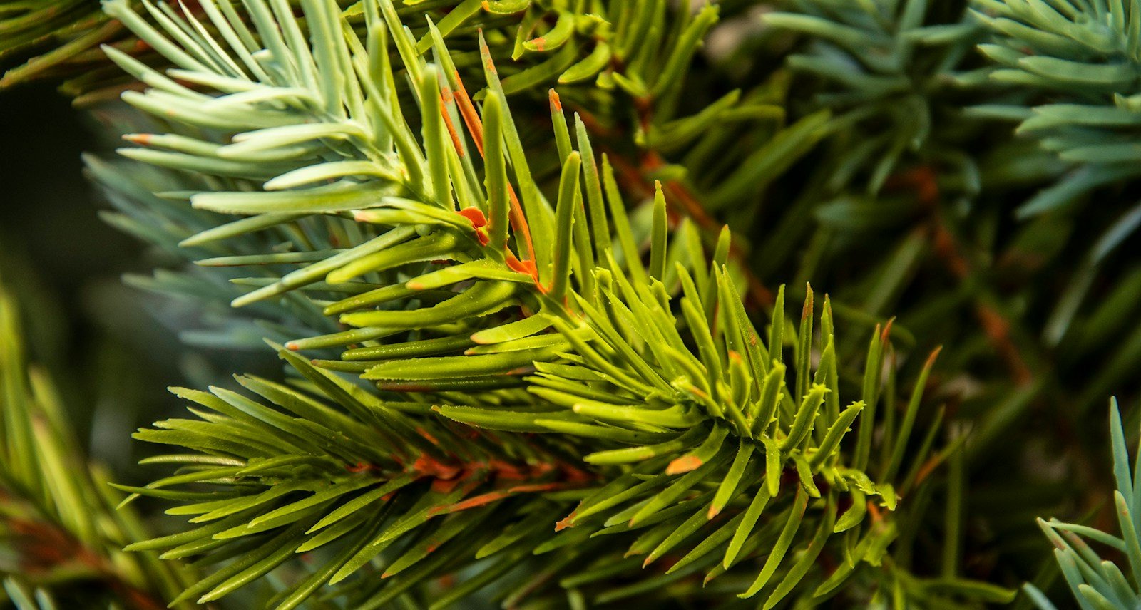The Cairngorm Pine Potted Tree (3ft to 4ft) & Bag Bundle - Image 3