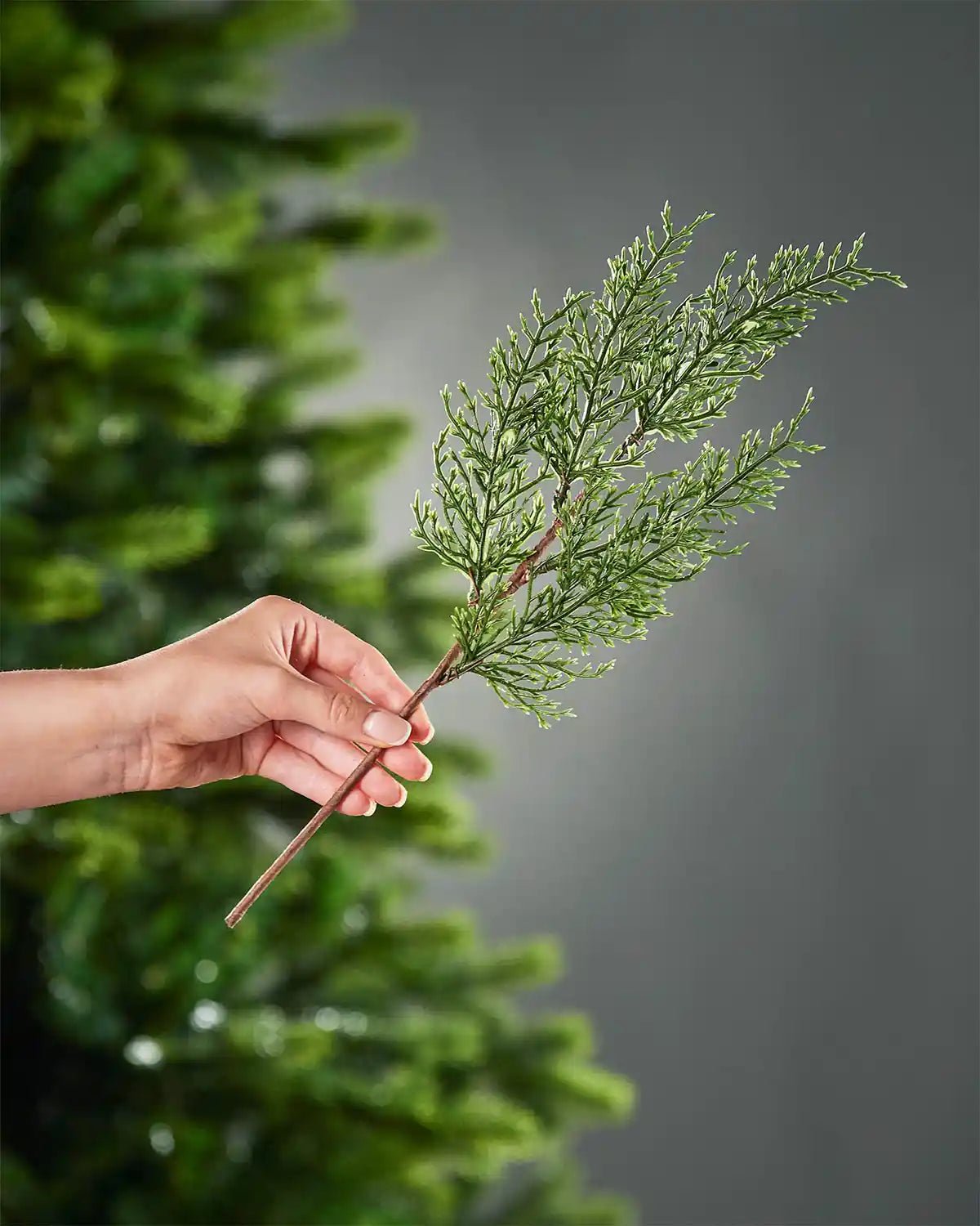 Set of 5 Natural Cypress Picks, 40 cm - Image 4