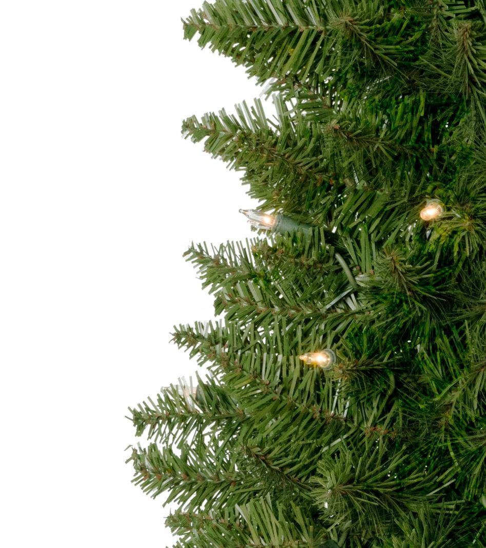 Arrow Spruce - Image 2