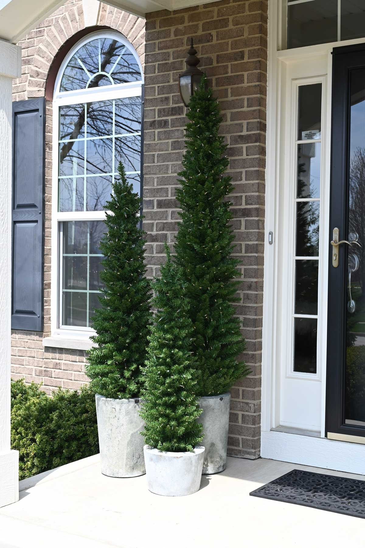 Arrow Spruce - Image 3
