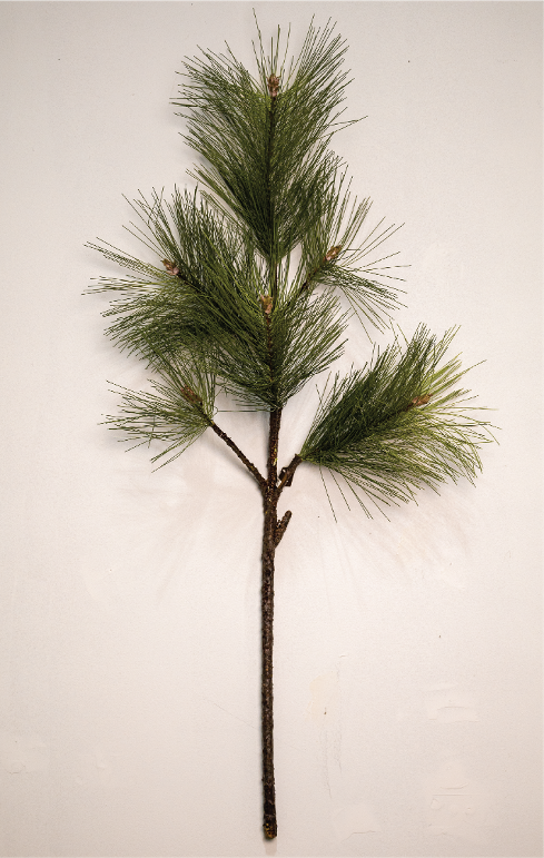 Long Needle Pine Branch with Cone 38"