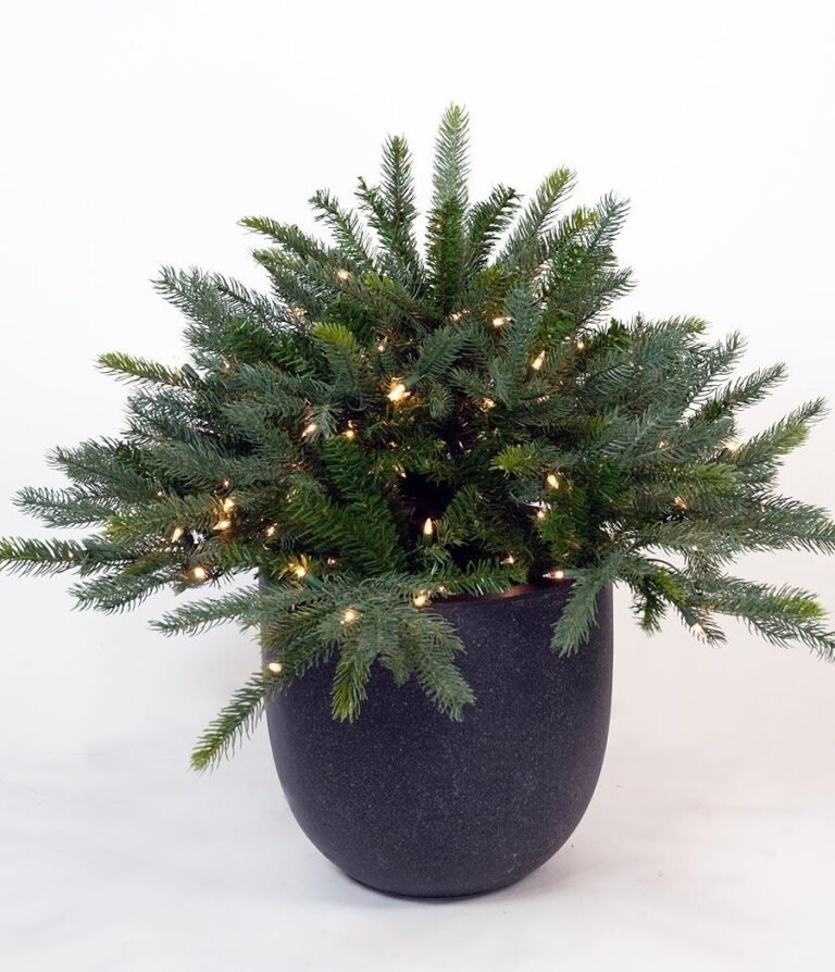 Frasier Boughs Urn Filler