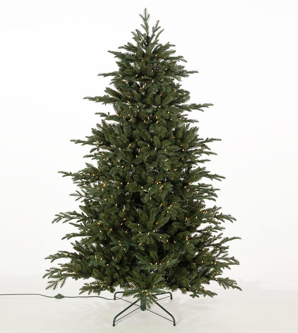 Mountain Frasier Fir - Image 3