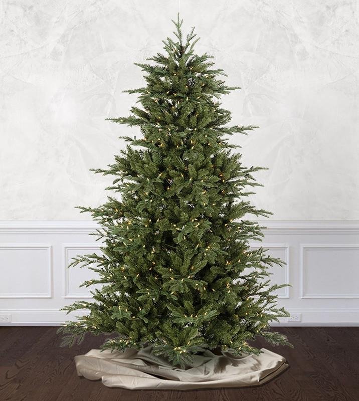 Mountain Frasier Fir - Image 7