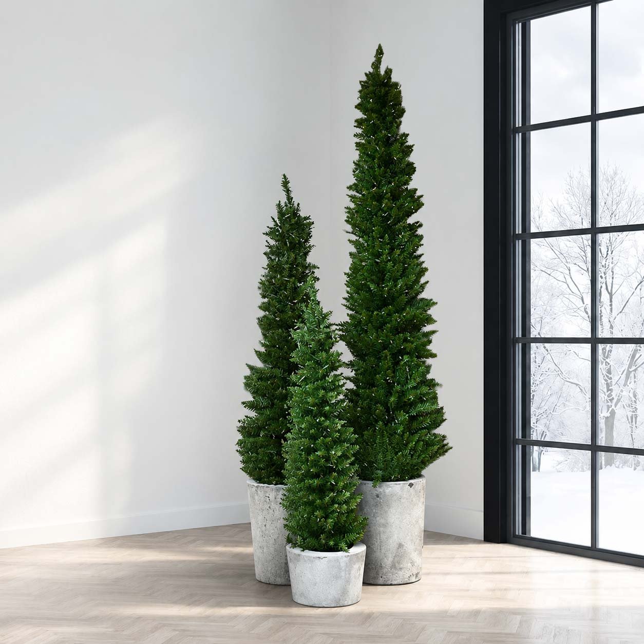 Arrow Spruce - Image 4